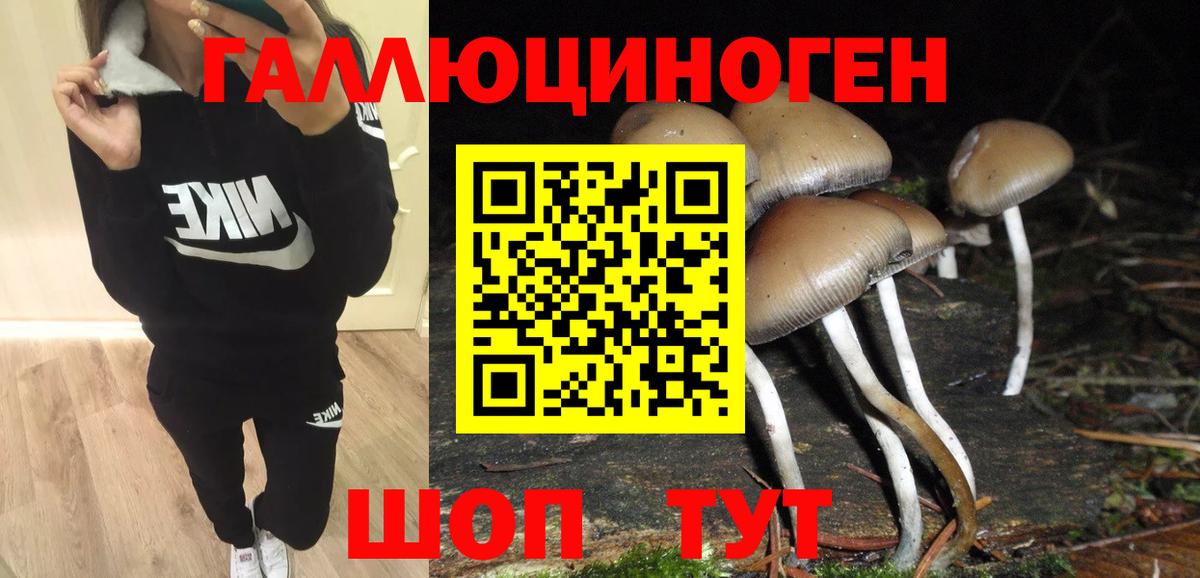 Галлюциногенные грибы Psilocybine cubensis Борзя